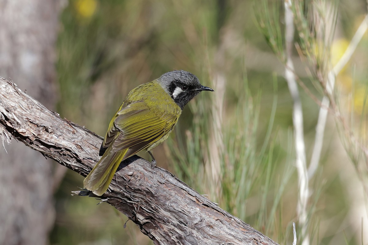 White-eared Honeyeater - ML642096129