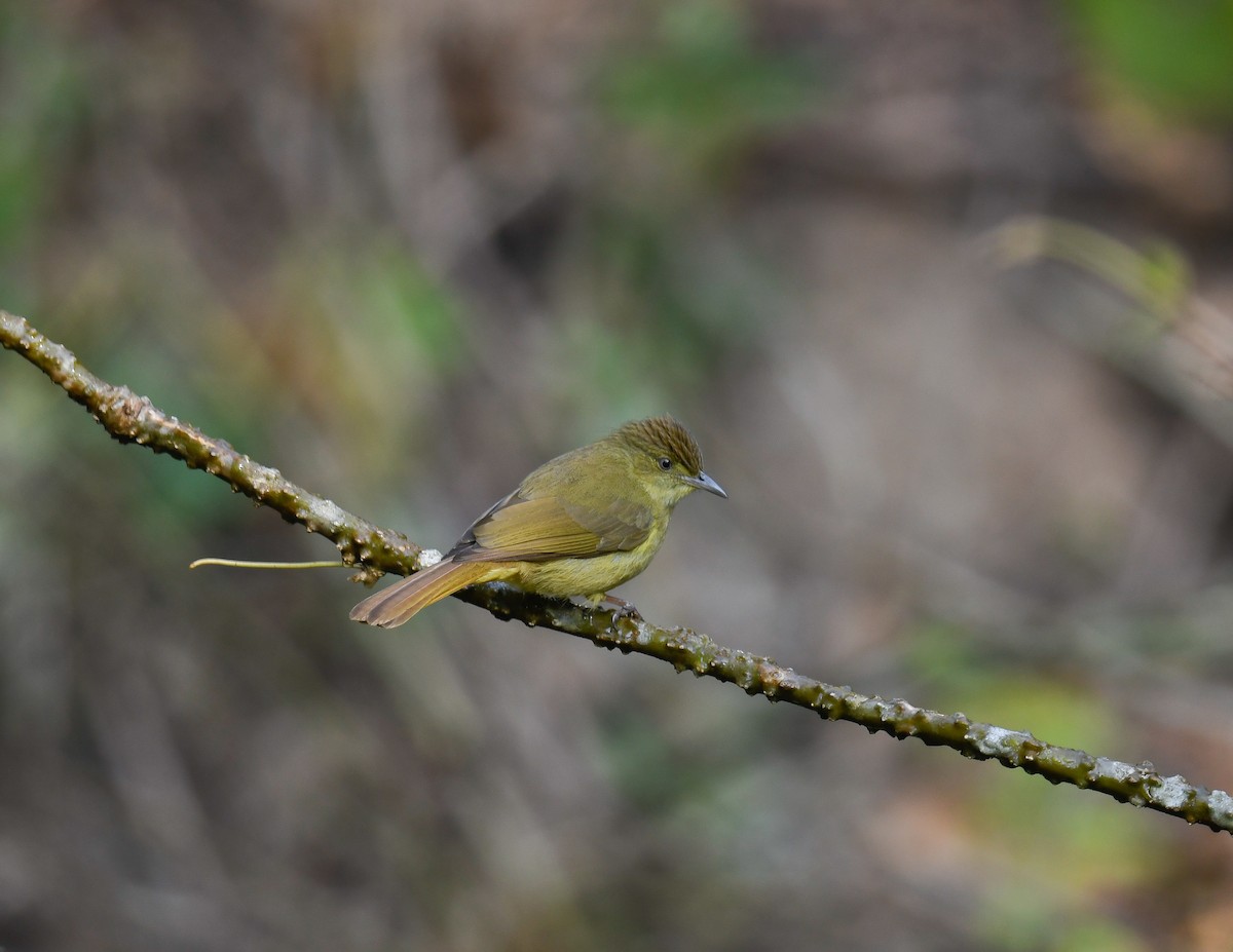 Bulbul de Cachar - ML642096131
