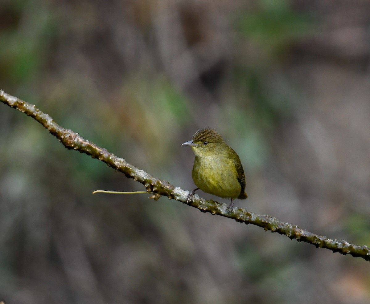 Bulbul de Cachar - ML642096132