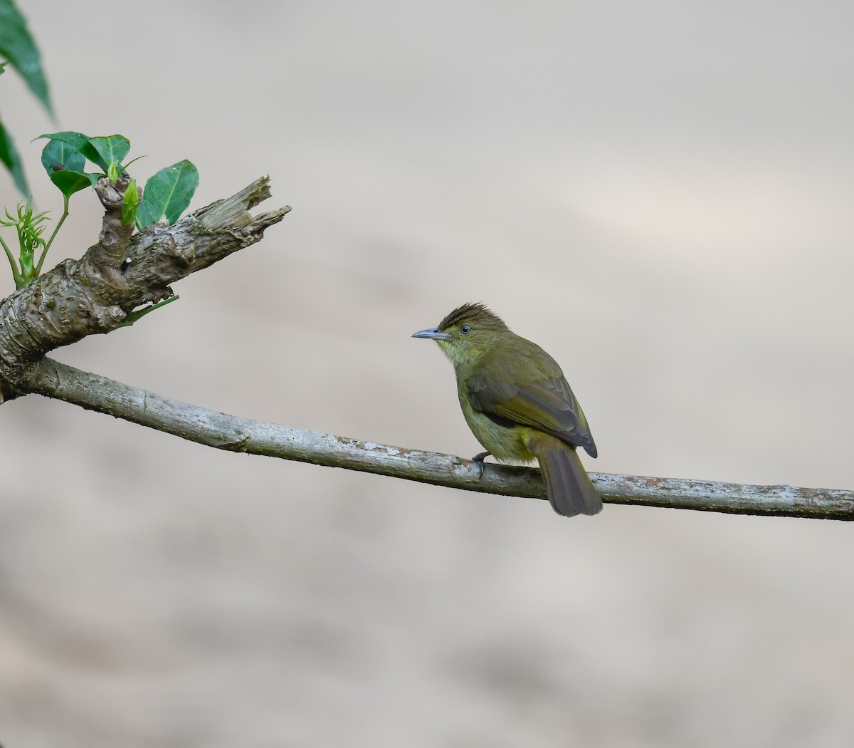 Bulbul de Cachar - ML642096133