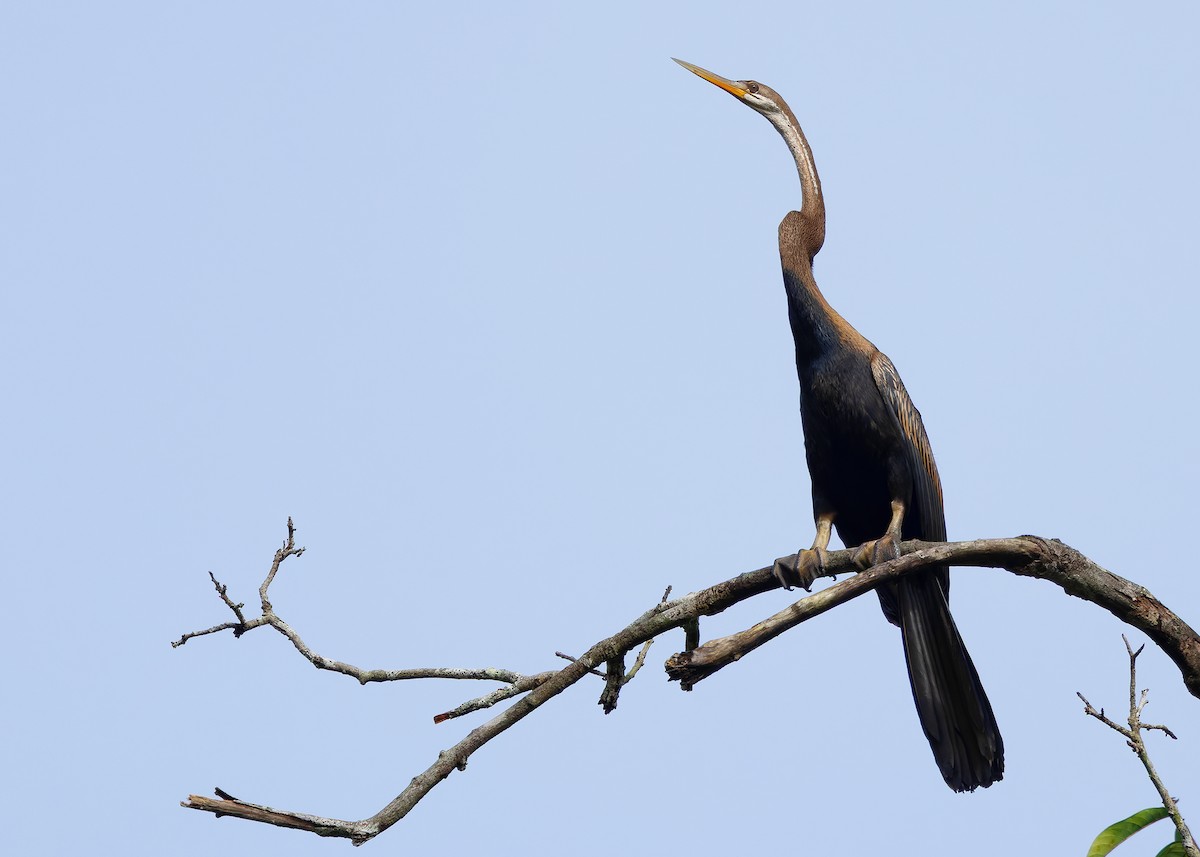 Oriental Darter - ML642096134