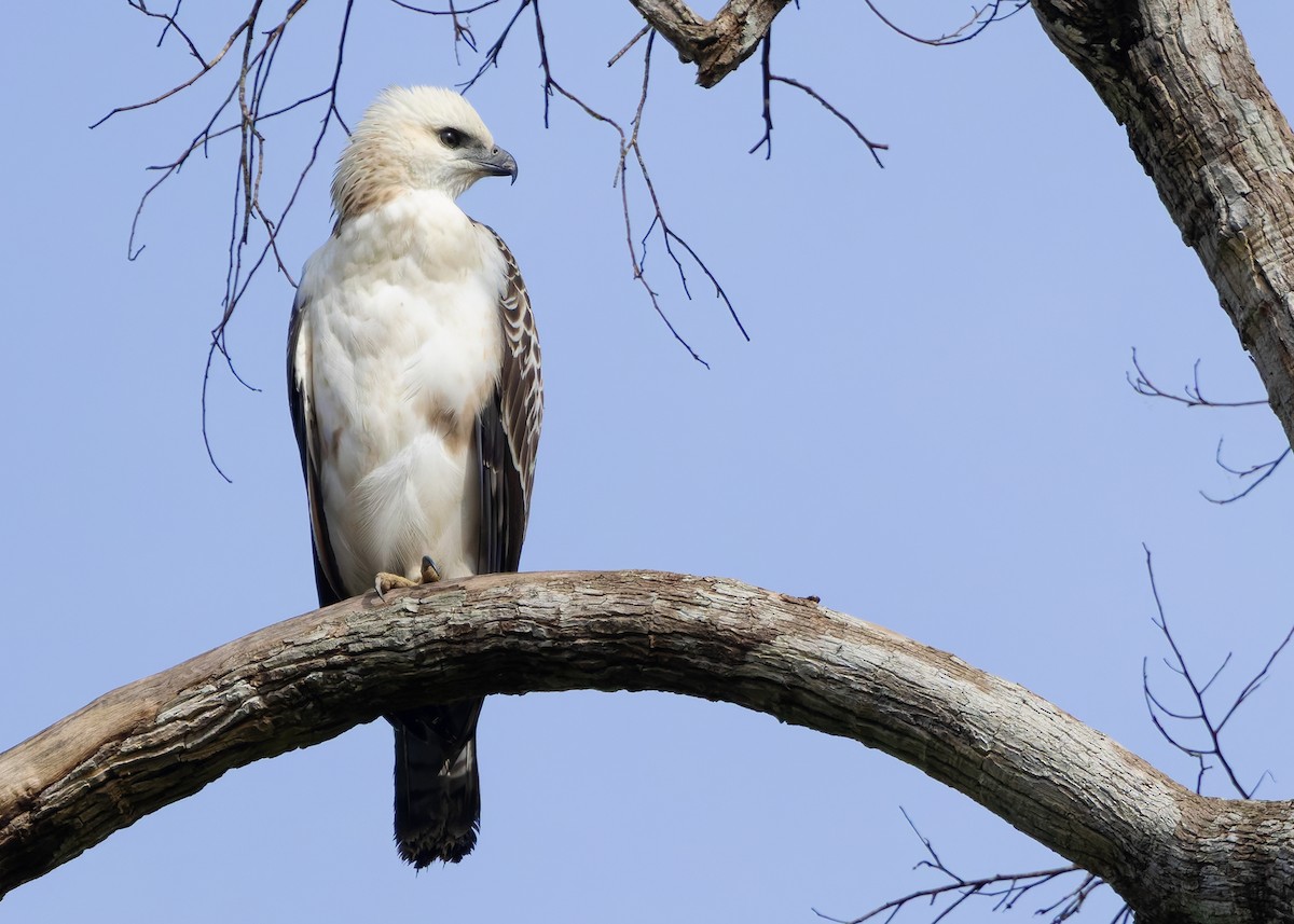 Changeable Hawk-Eagle (Changeable) - ML642096135