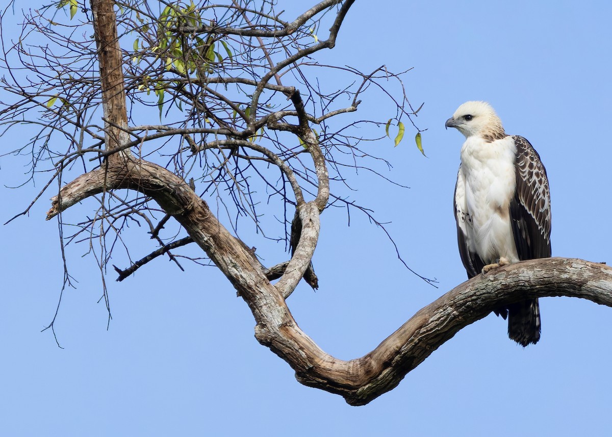 Changeable Hawk-Eagle (Changeable) - ML642096136