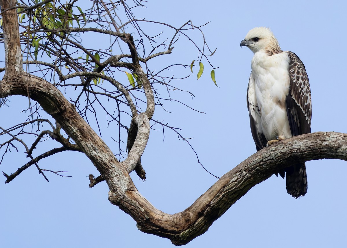 Changeable Hawk-Eagle (Changeable) - ML642096137