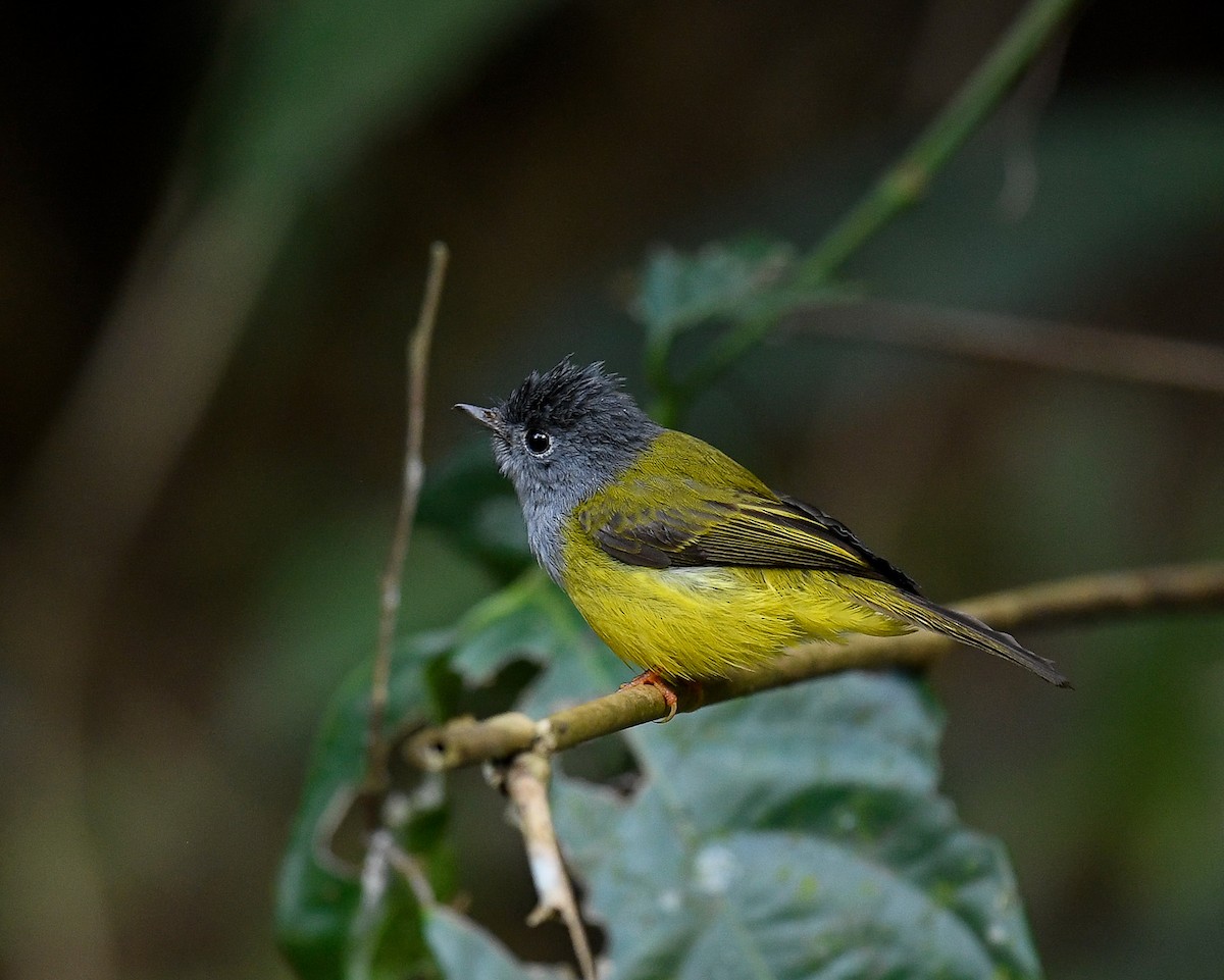 Gray-headed Canary-Flycatcher - ML642096139