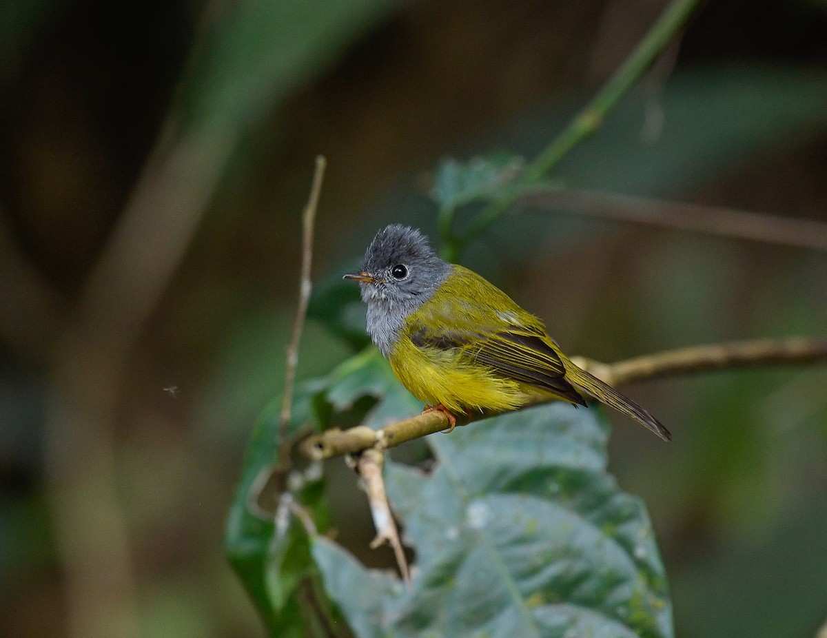 Gray-headed Canary-Flycatcher - ML642096141