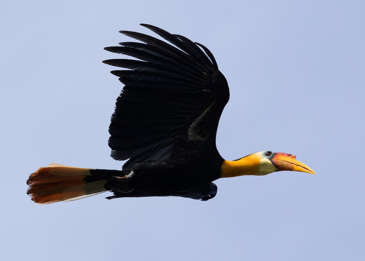 Wrinkled Hornbill - ML642096142