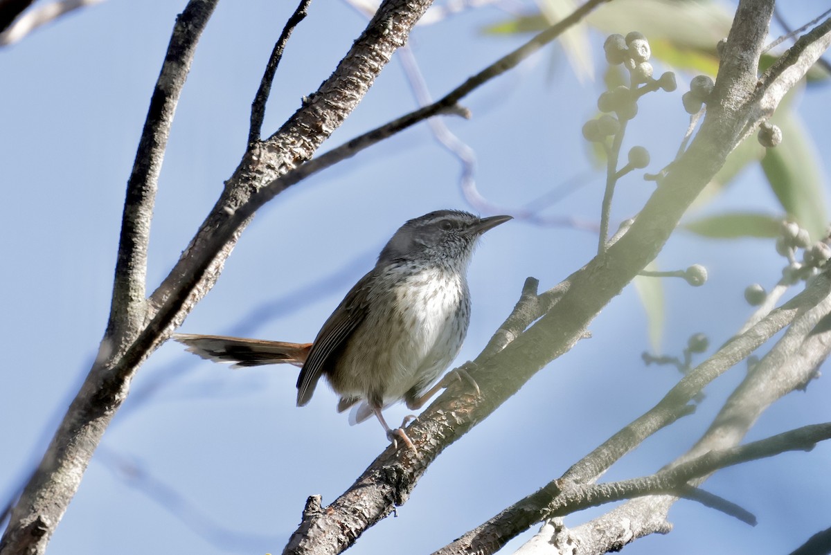 Chestnut-rumped Heathwren - ML642096143
