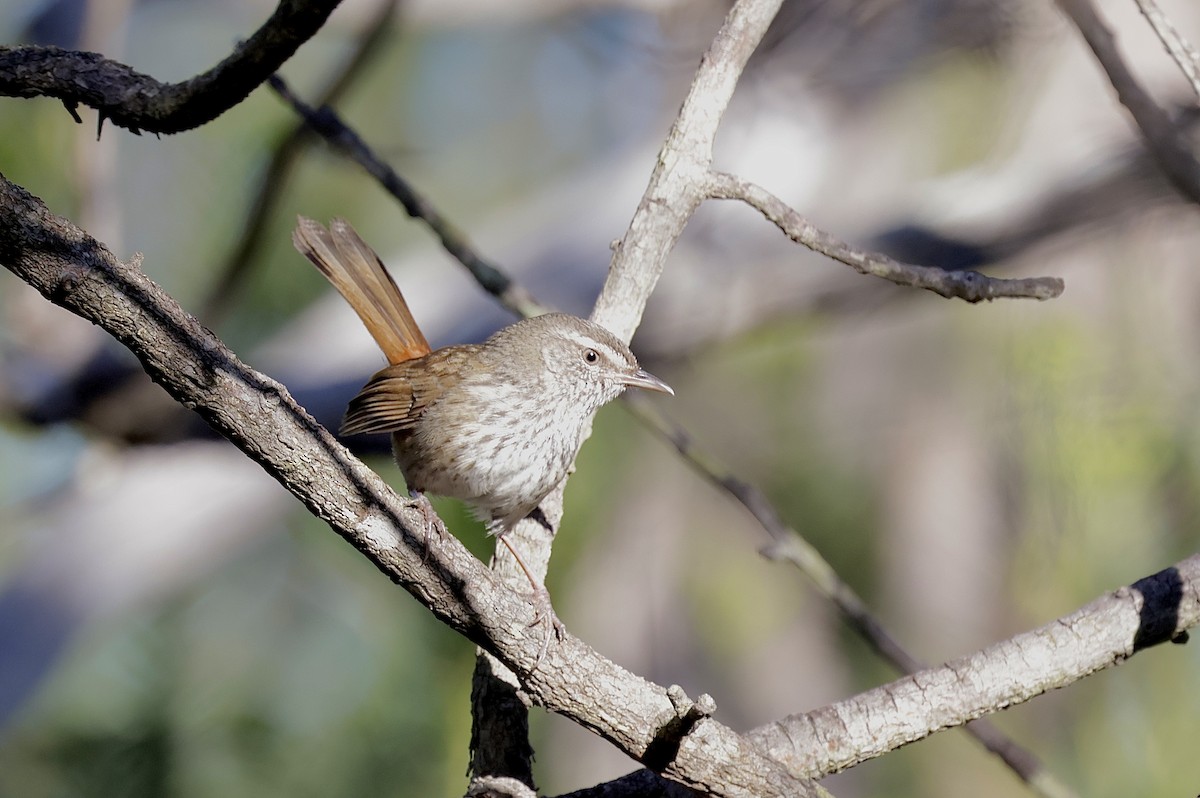 Chestnut-rumped Heathwren - ML642096144