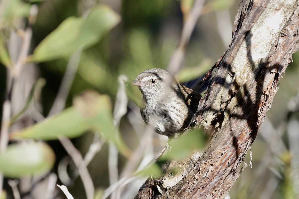 Chestnut-rumped Heathwren - ML642096145