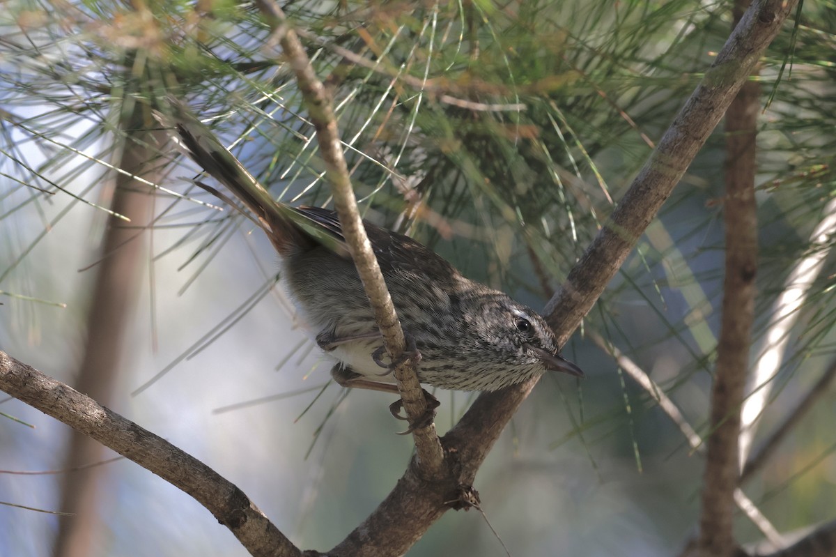 Chestnut-rumped Heathwren - ML642096146