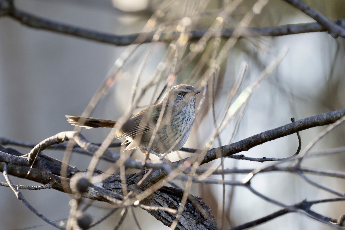 Chestnut-rumped Heathwren - ML642096147