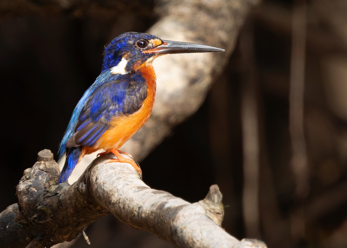 Blue-eared Kingfisher - ML642096148