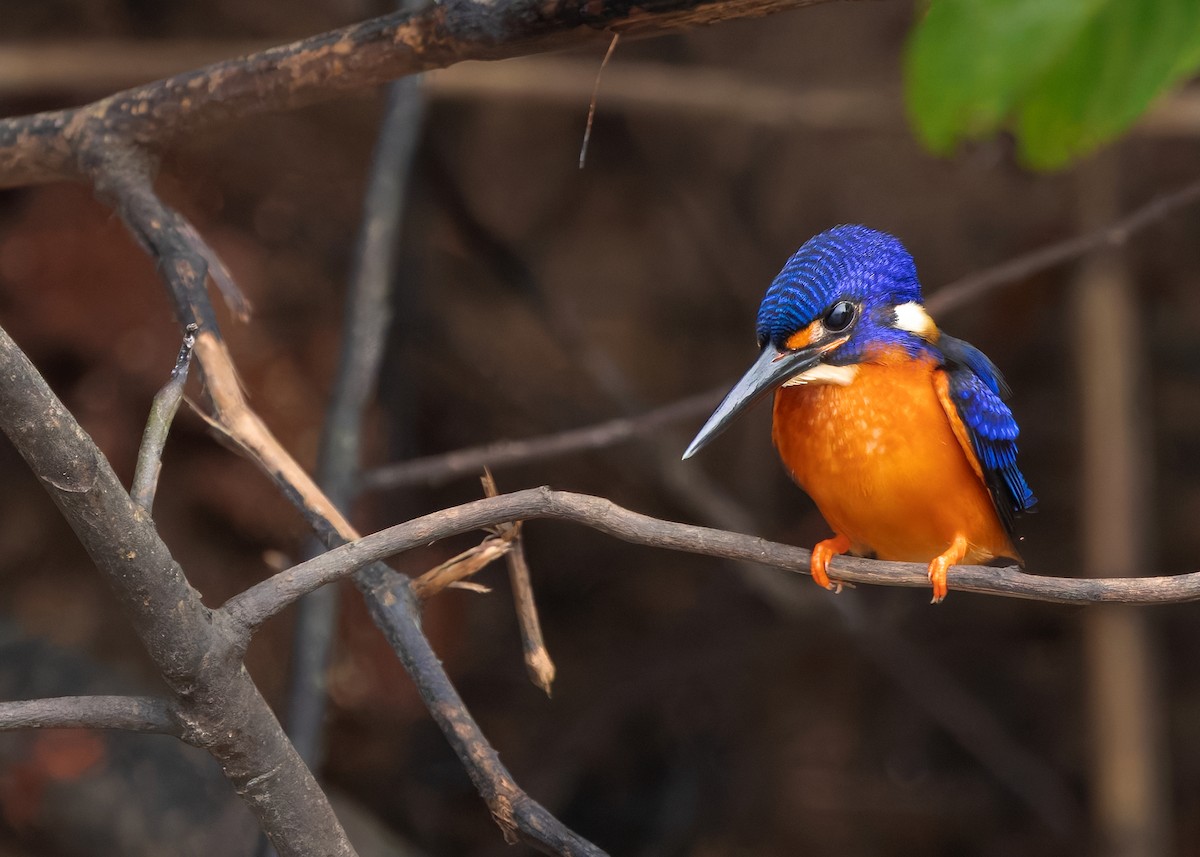 Blue-eared Kingfisher - ML642096149