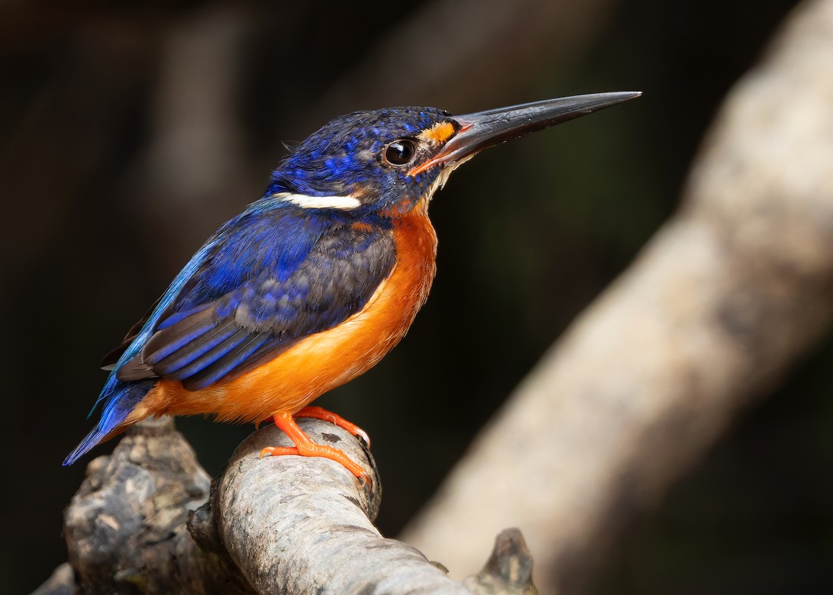 Blue-eared Kingfisher - ML642096150
