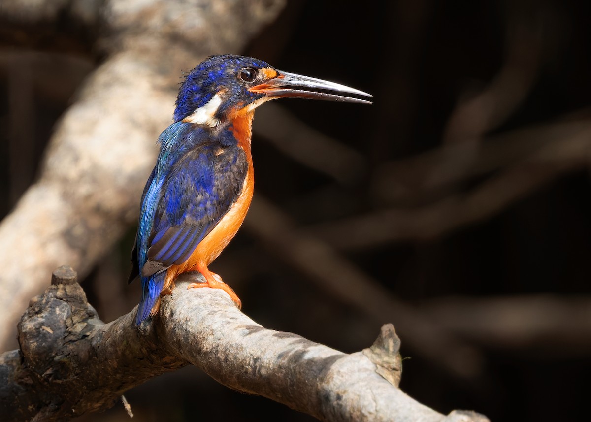 Blue-eared Kingfisher - ML642096151