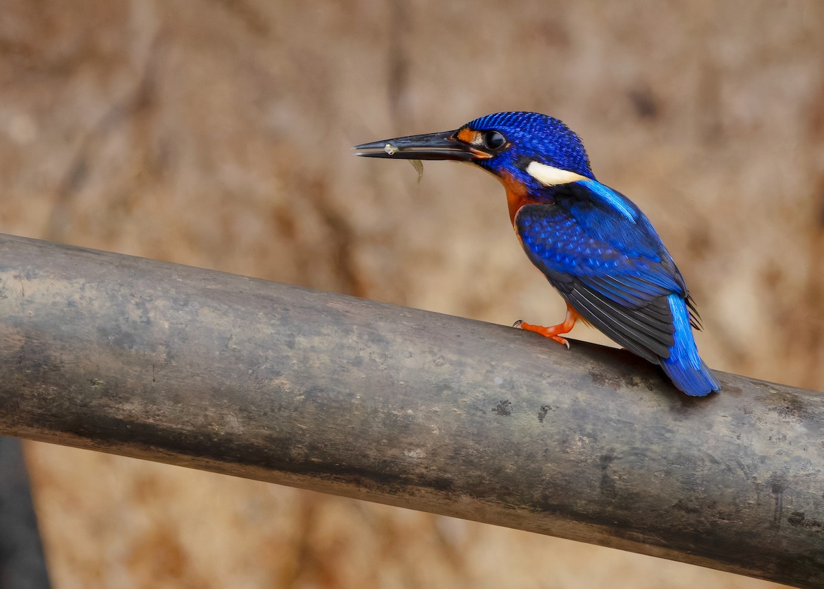 Blue-eared Kingfisher - ML642096152