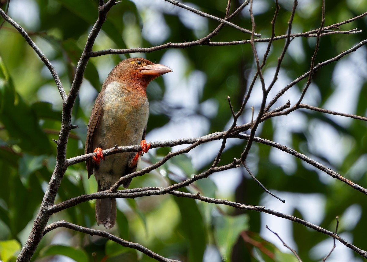 Brown Barbet - ML642096153