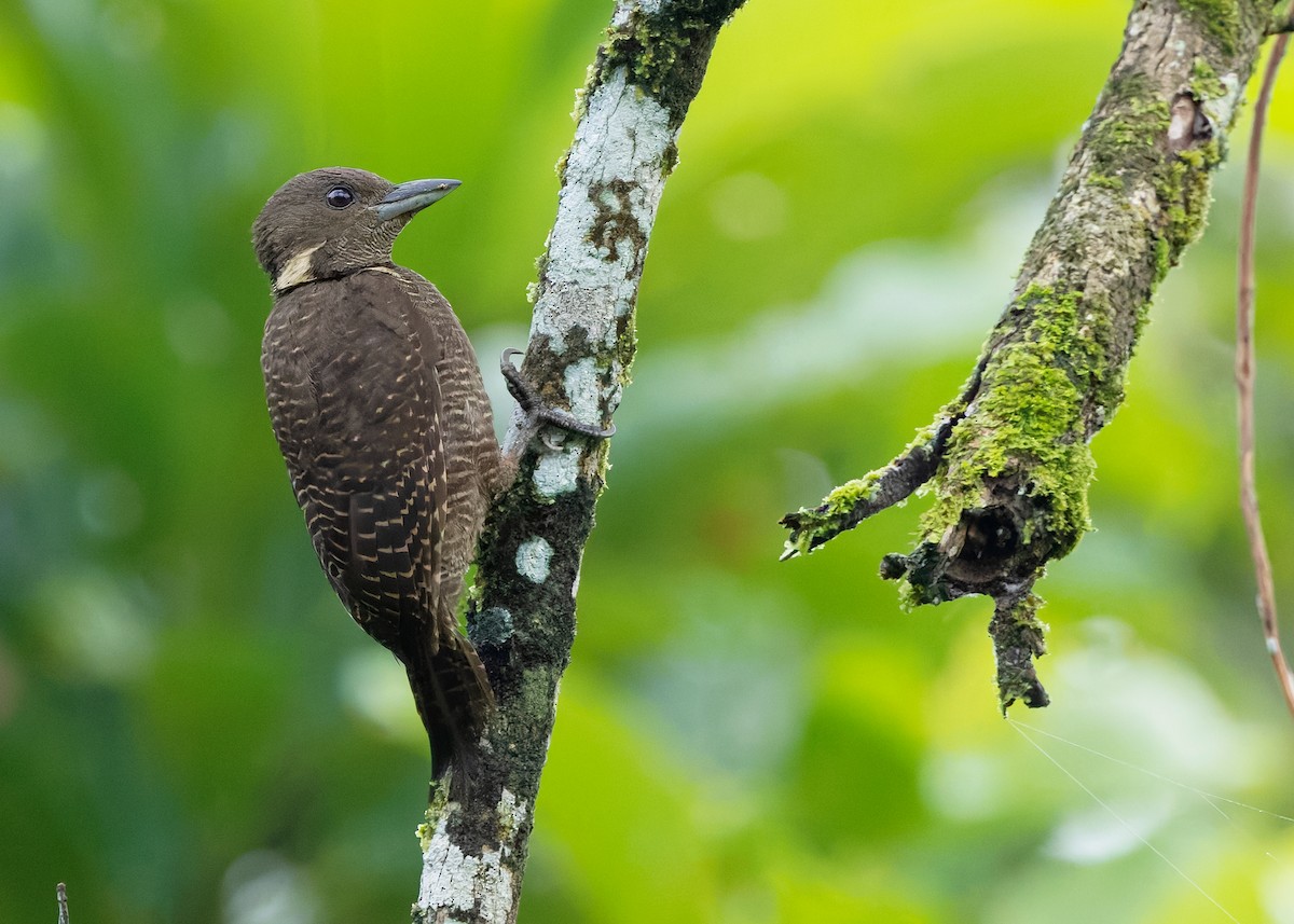 Buff-necked Woodpecker - ML642096154