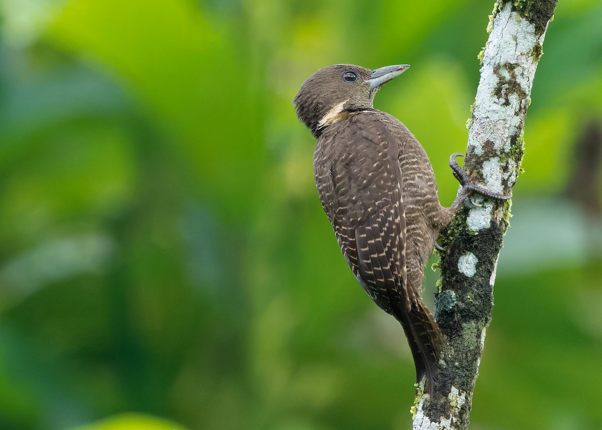 Buff-necked Woodpecker - ML642096155