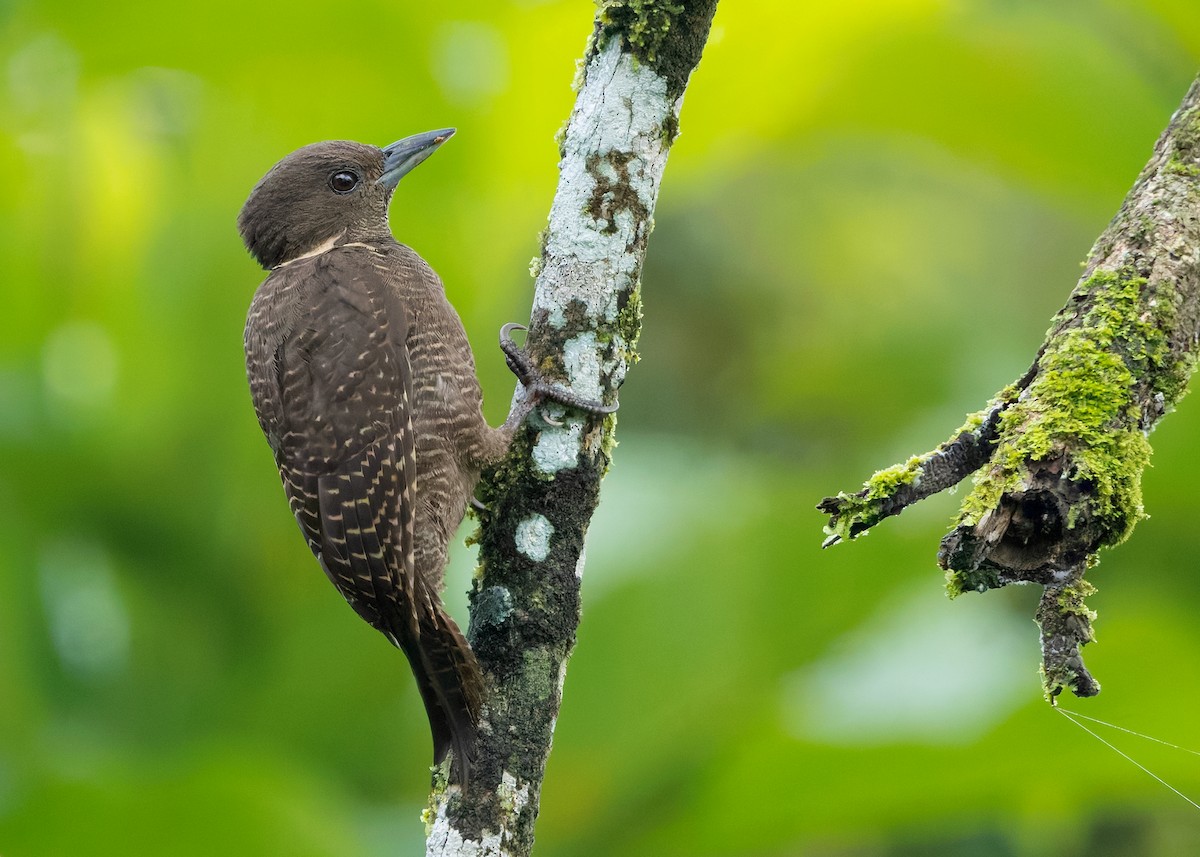 Buff-necked Woodpecker - ML642096156