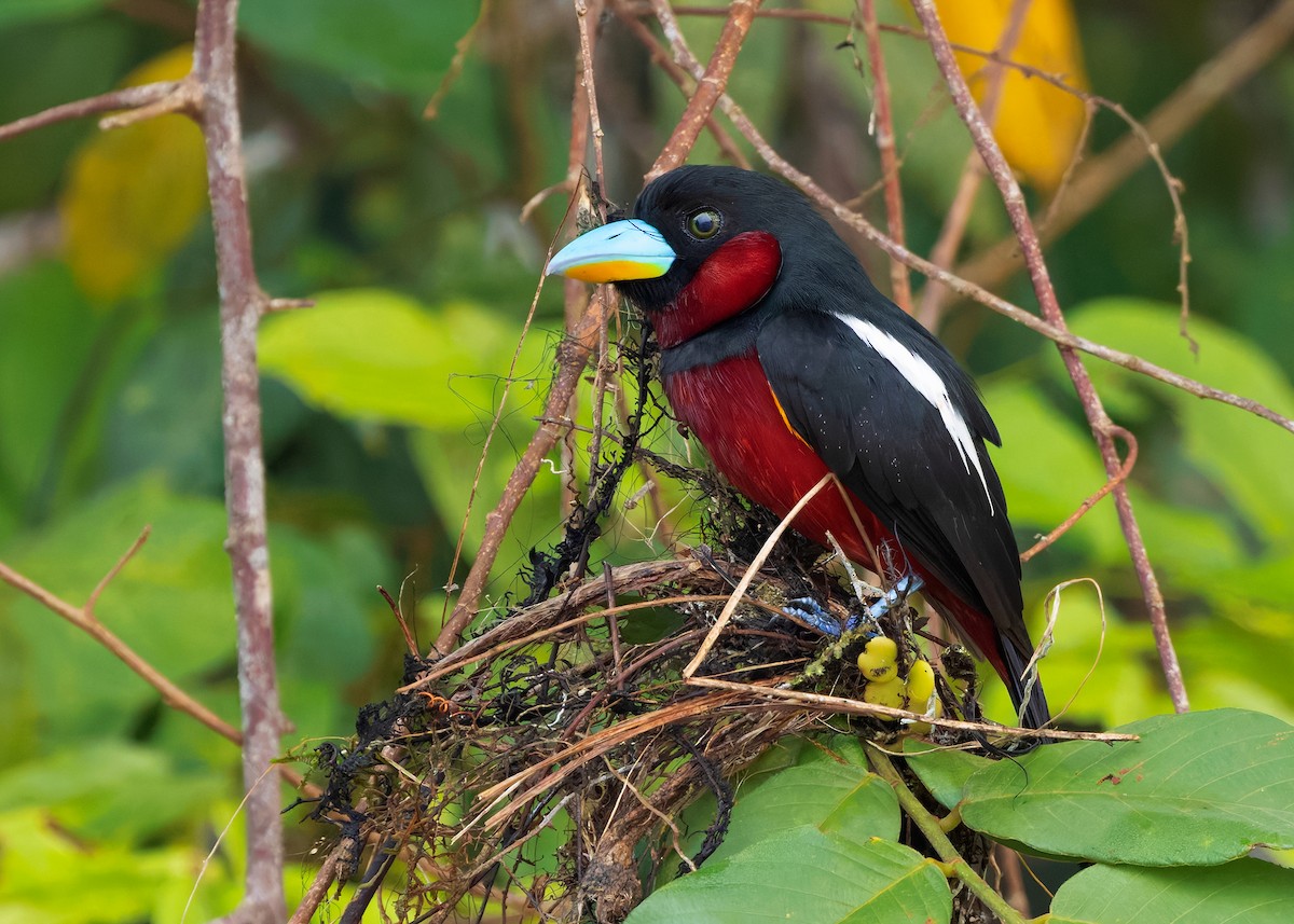 Black-and-red Broadbill (Black-and-red) - ML642096157