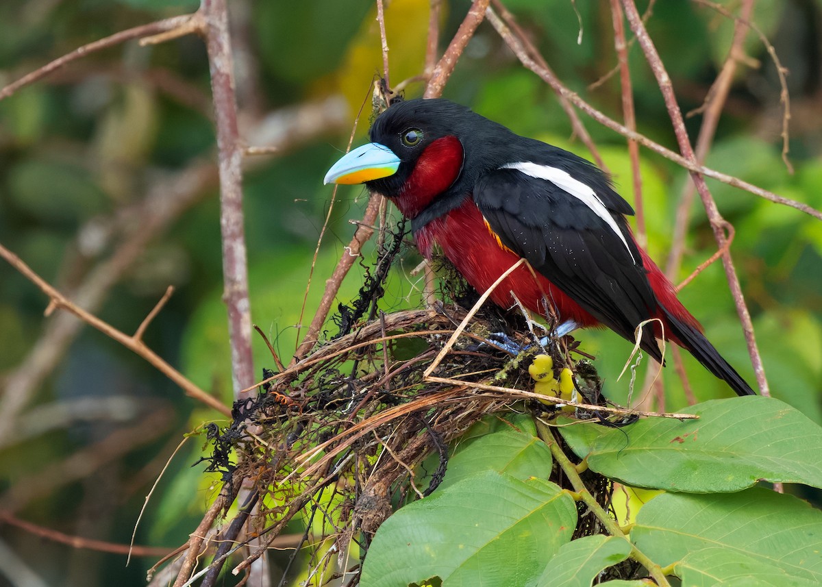 Black-and-red Broadbill (Black-and-red) - ML642096158
