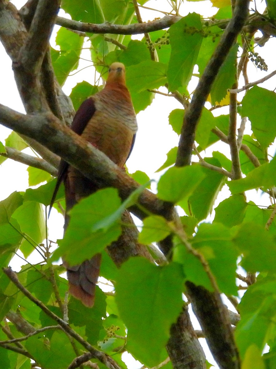 Sultan's Cuckoo-Dove - ML642096159