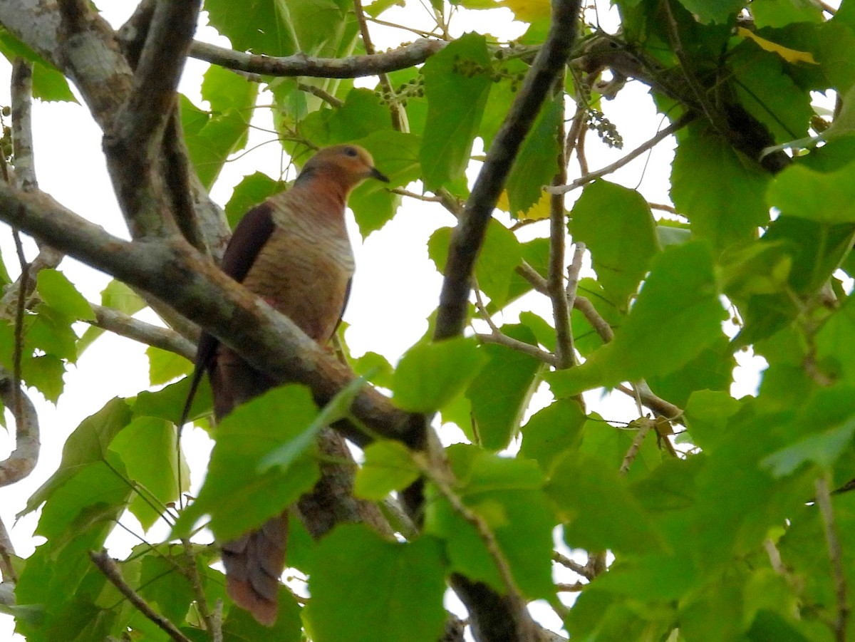 Sultan's Cuckoo-Dove - ML642096160
