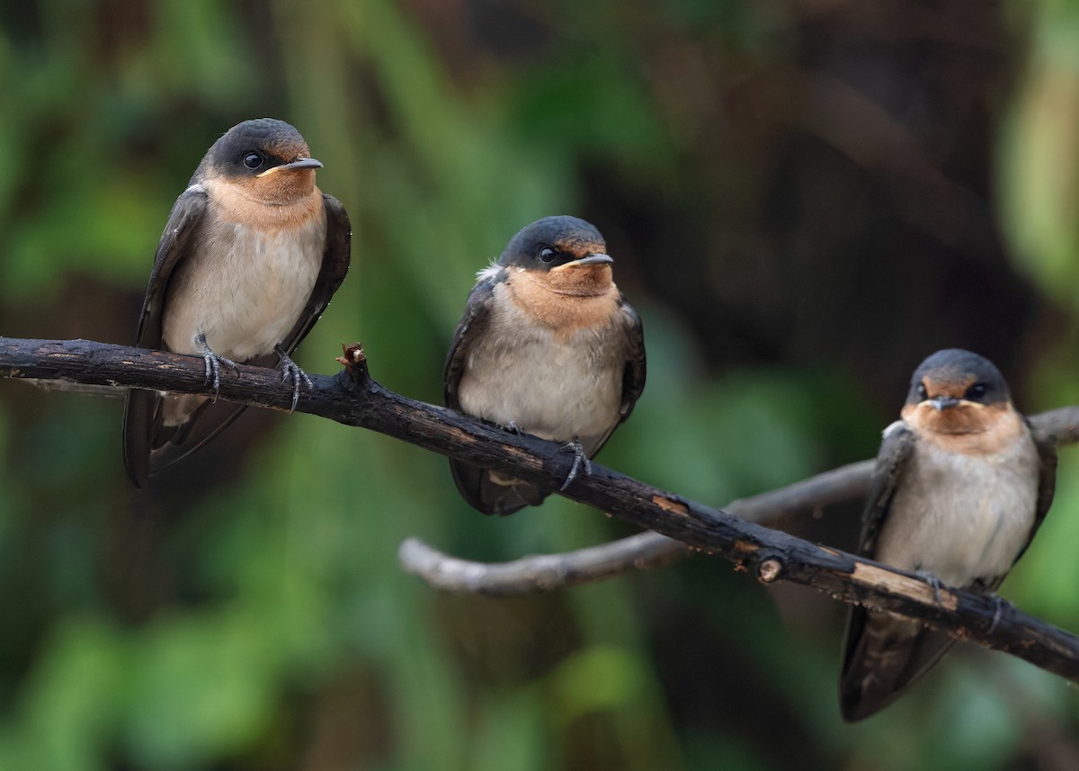 Pacific Swallow - ML642096162