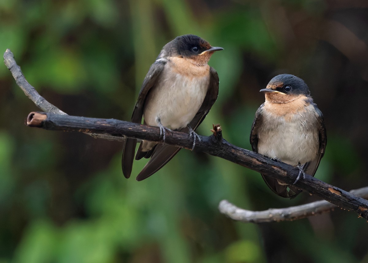 Pacific Swallow - ML642096163