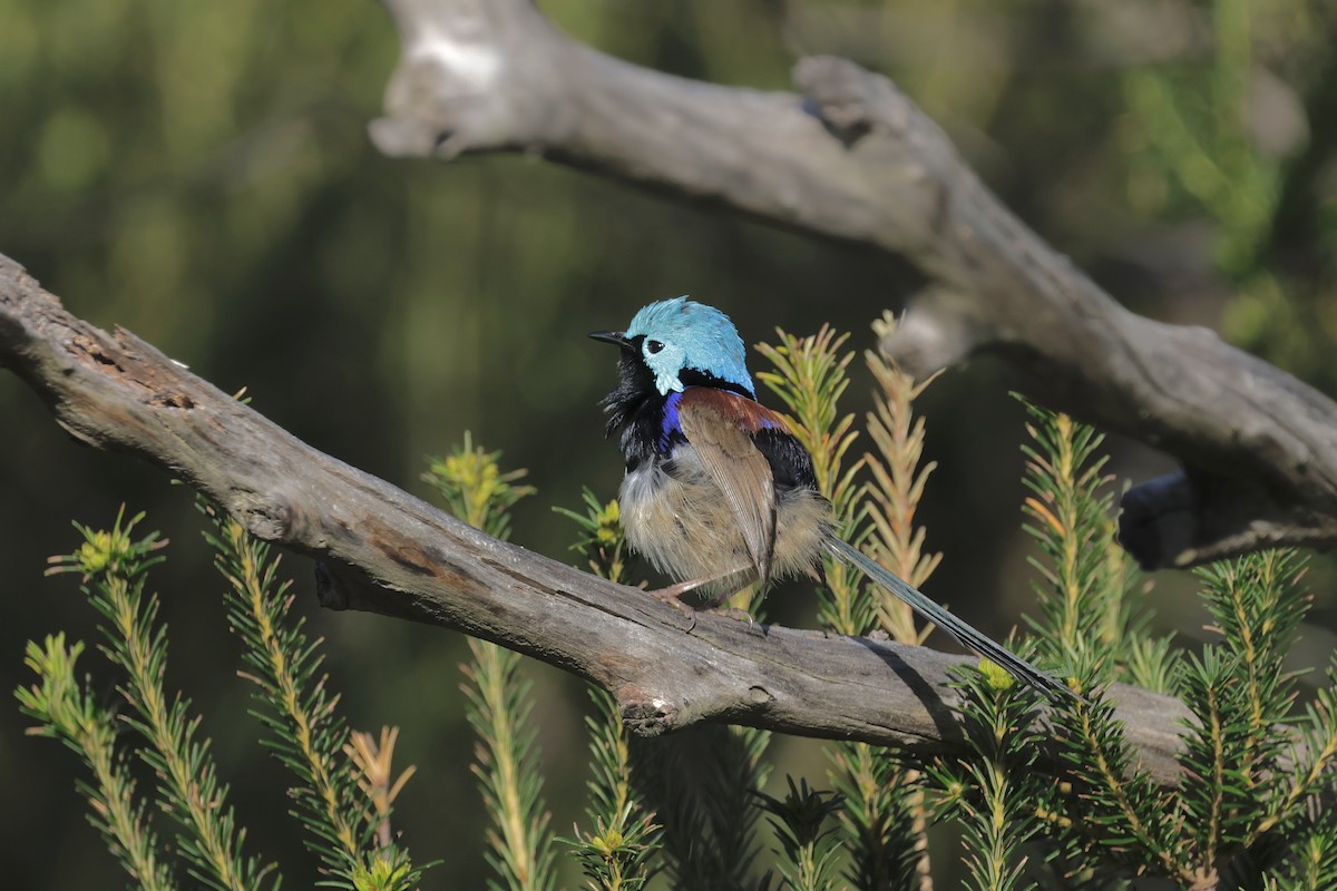 Variegated Fairywren - ML642096164
