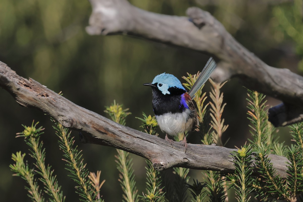 Variegated Fairywren - ML642096165
