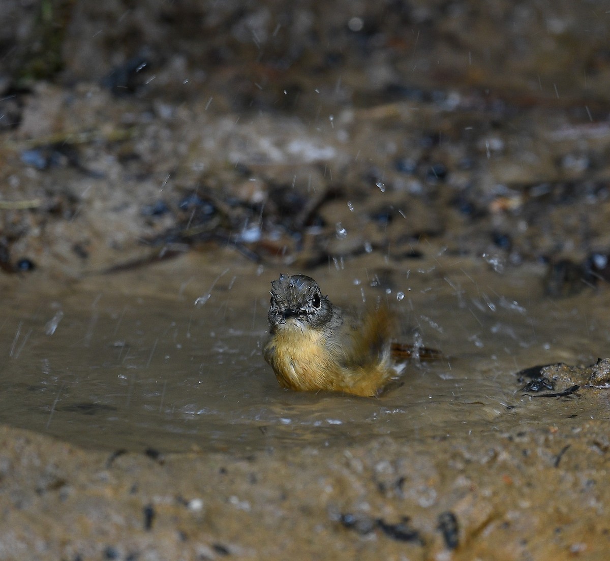 Pale-chinned Flycatcher - ML642096166