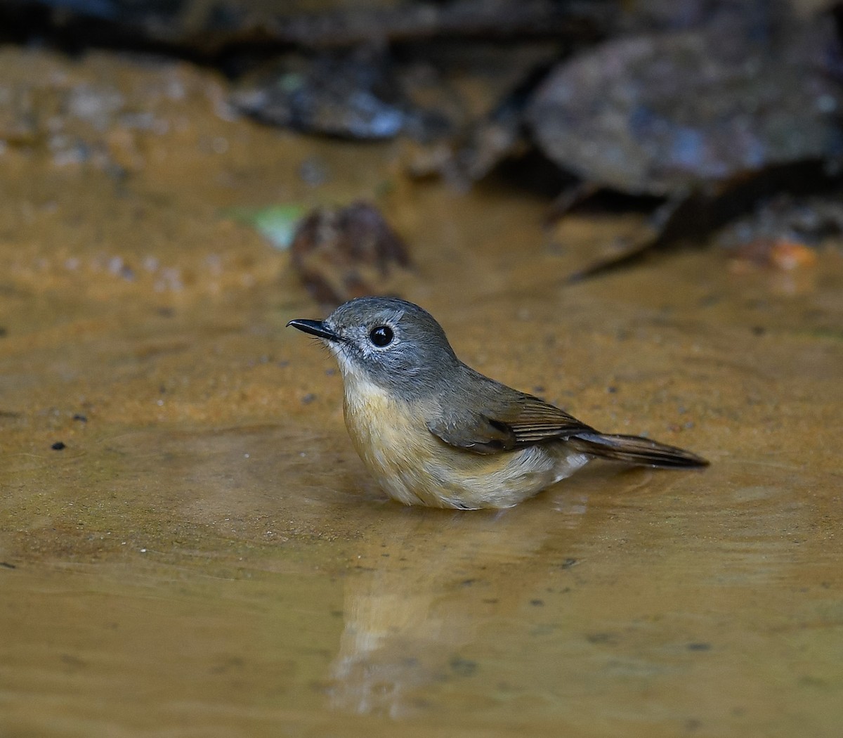 Pale-chinned Flycatcher - ML642096167
