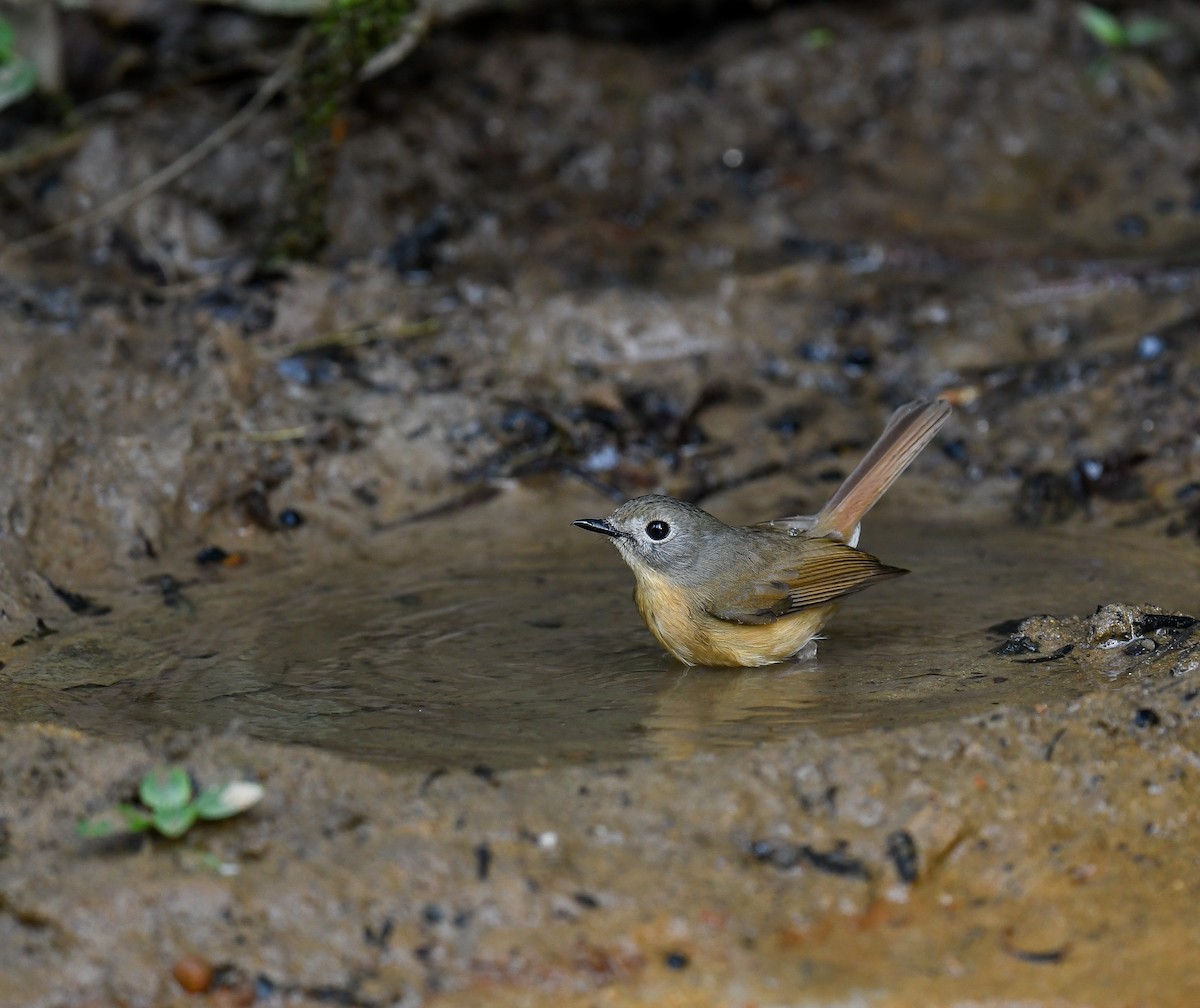 Pale-chinned Flycatcher - ML642096168