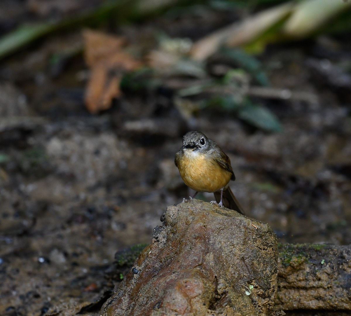 Pale-chinned Flycatcher - ML642096169