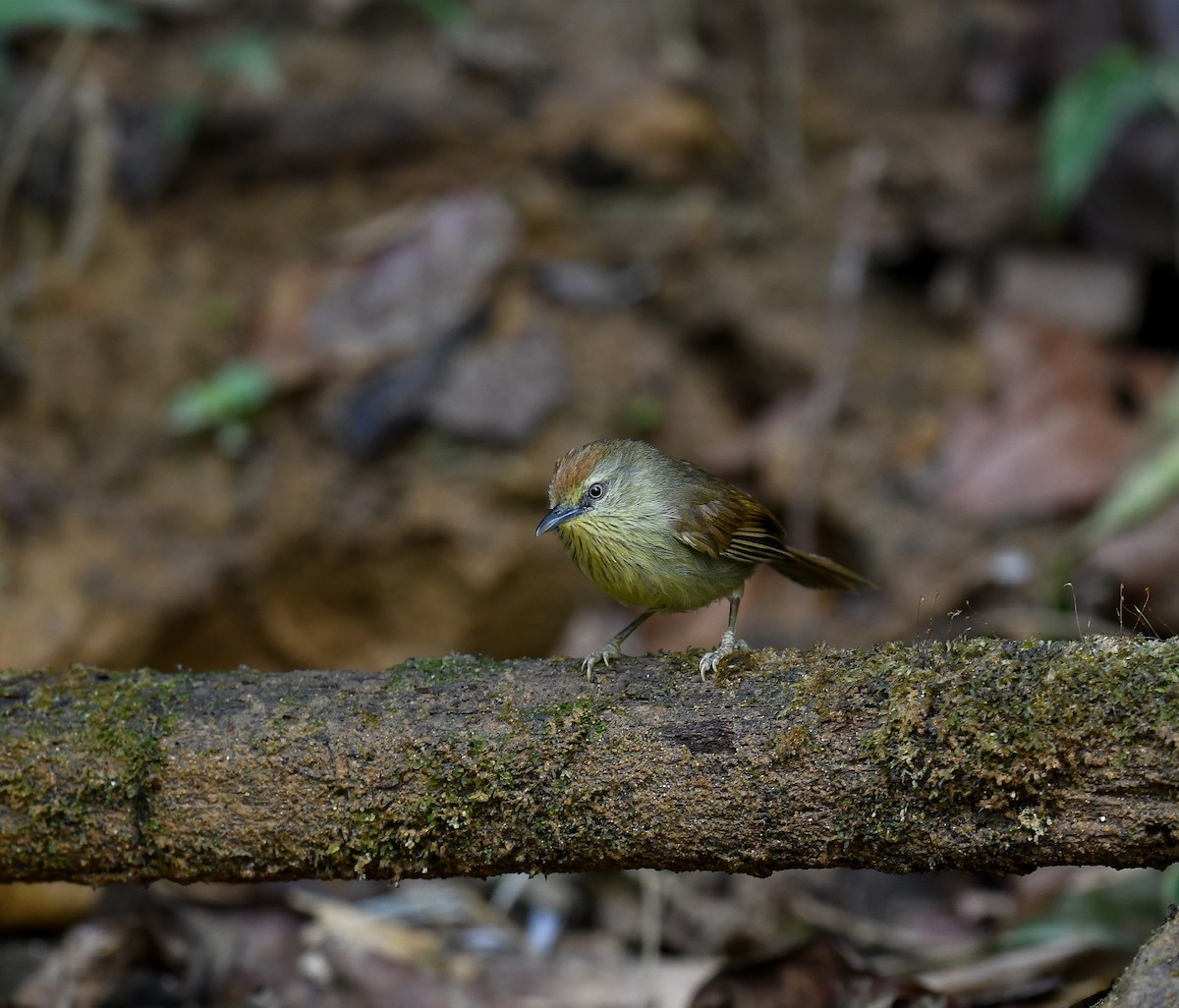 Pin-striped Tit-Babbler - ML642096171