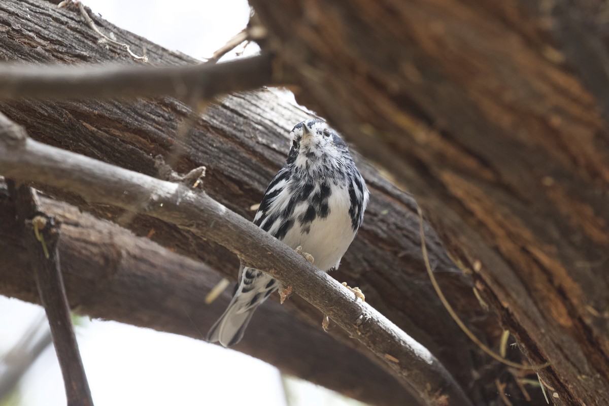 Black-and-white Warbler - ML642096179