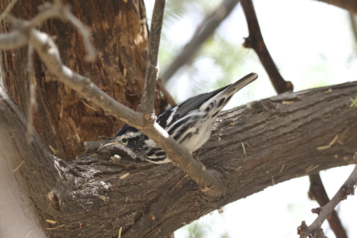 Black-and-white Warbler - ML642096180