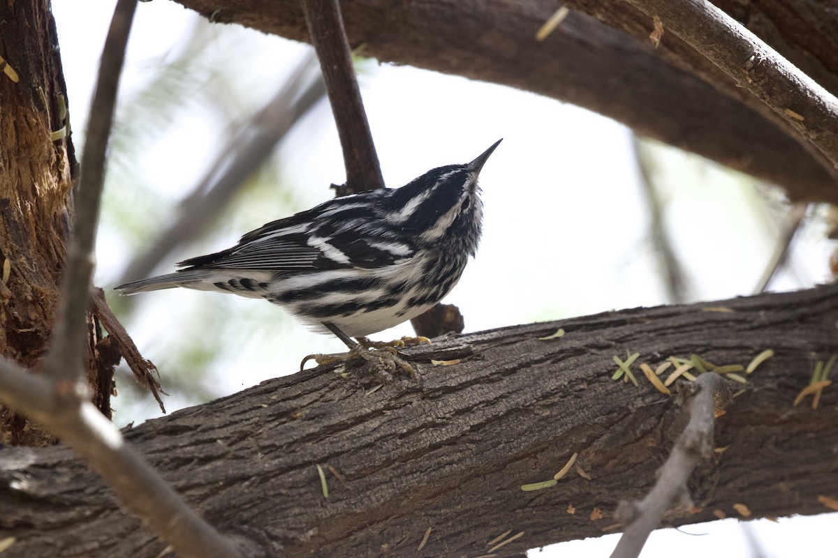 Black-and-white Warbler - ML642096181