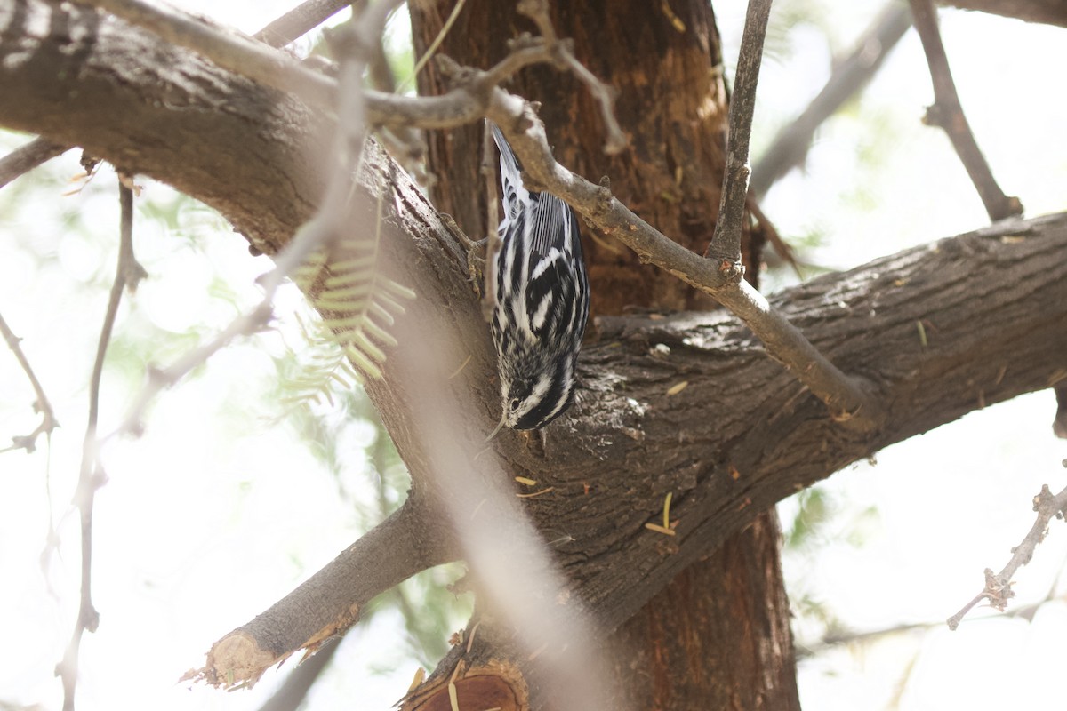 Black-and-white Warbler - ML642096182