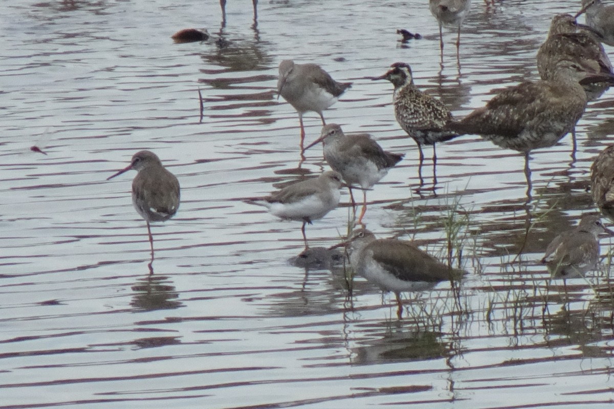 Terek Sandpiper - ML642096186