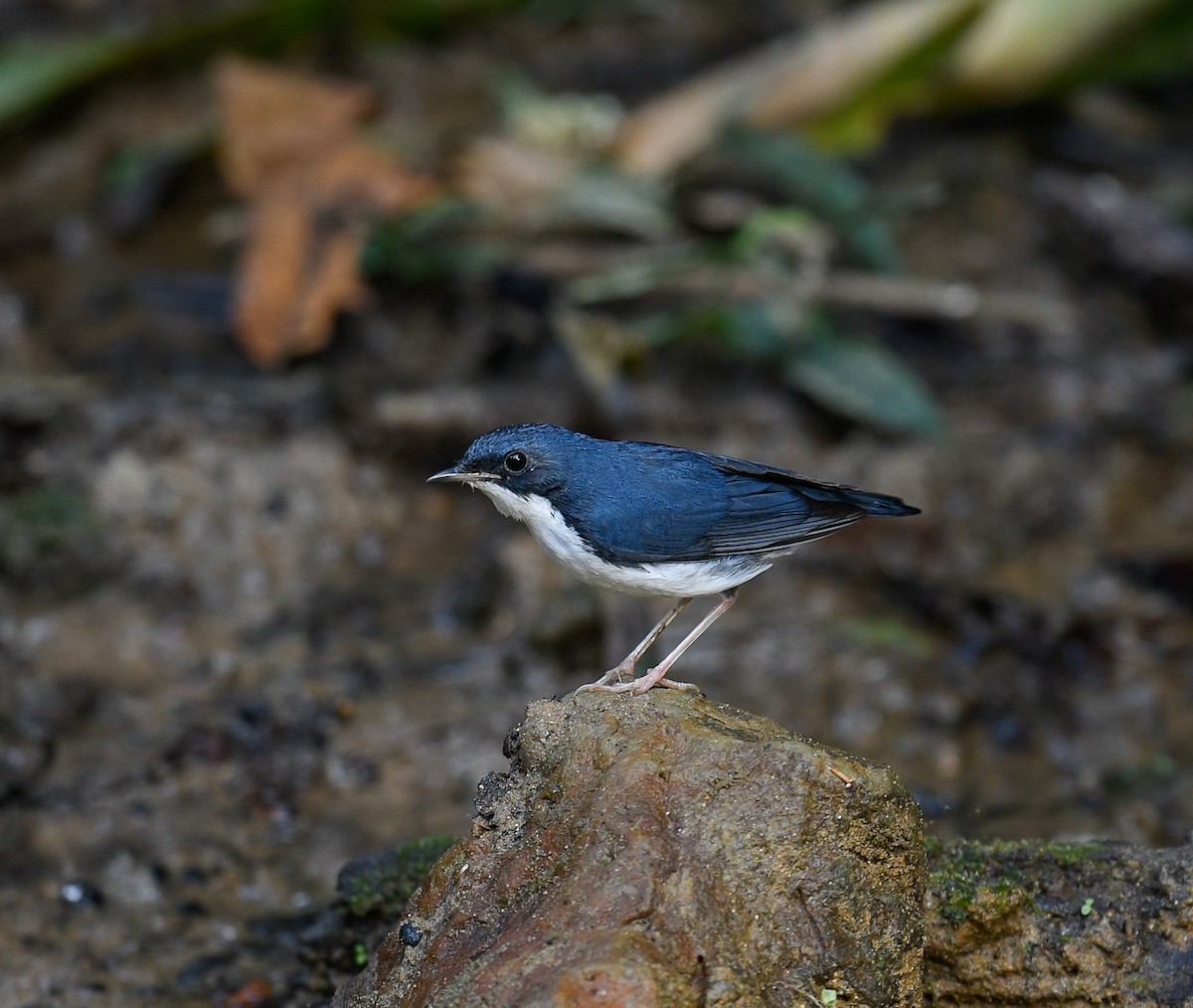 Siberian Blue Robin - ML642096188