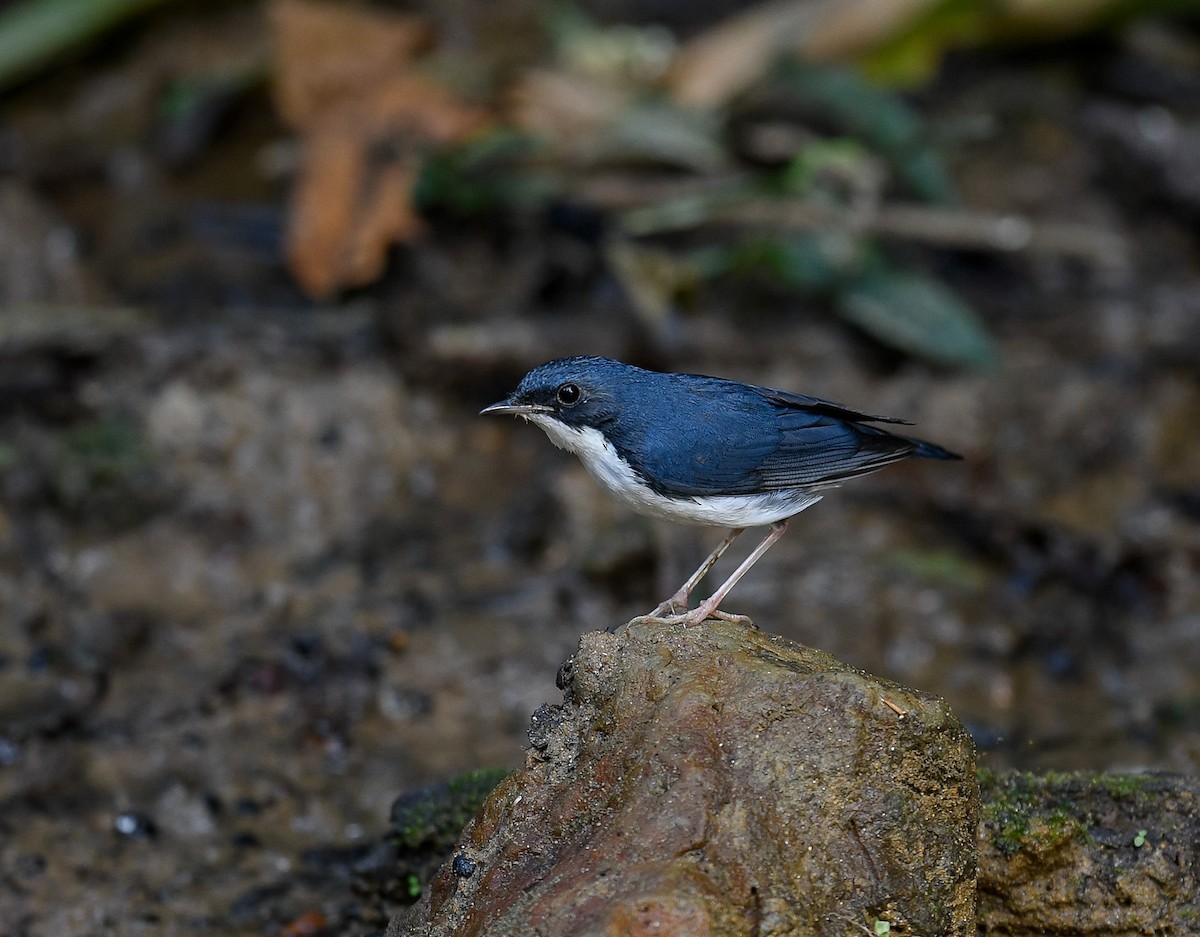 Siberian Blue Robin - ML642096189