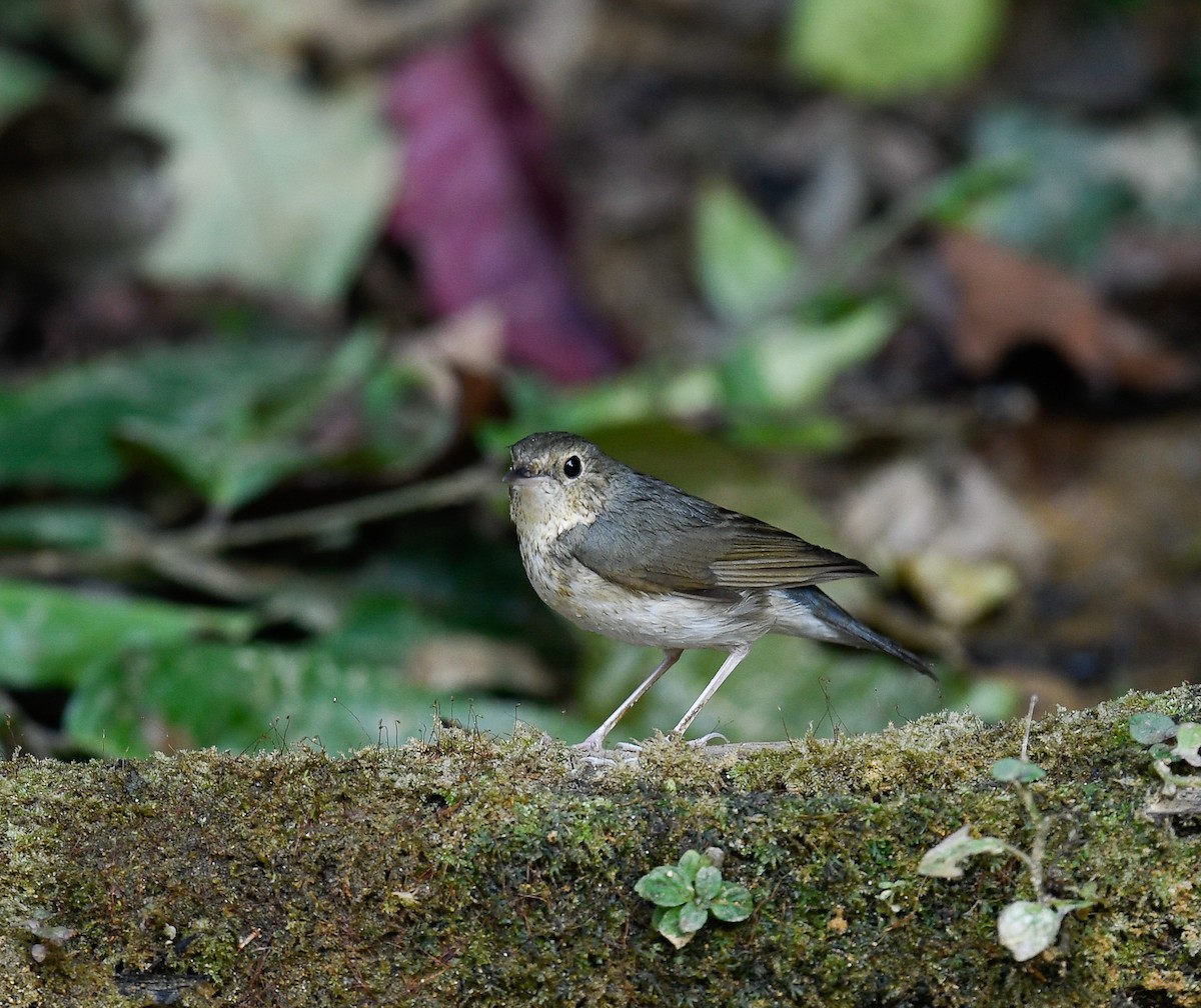 Siberian Blue Robin - ML642096190