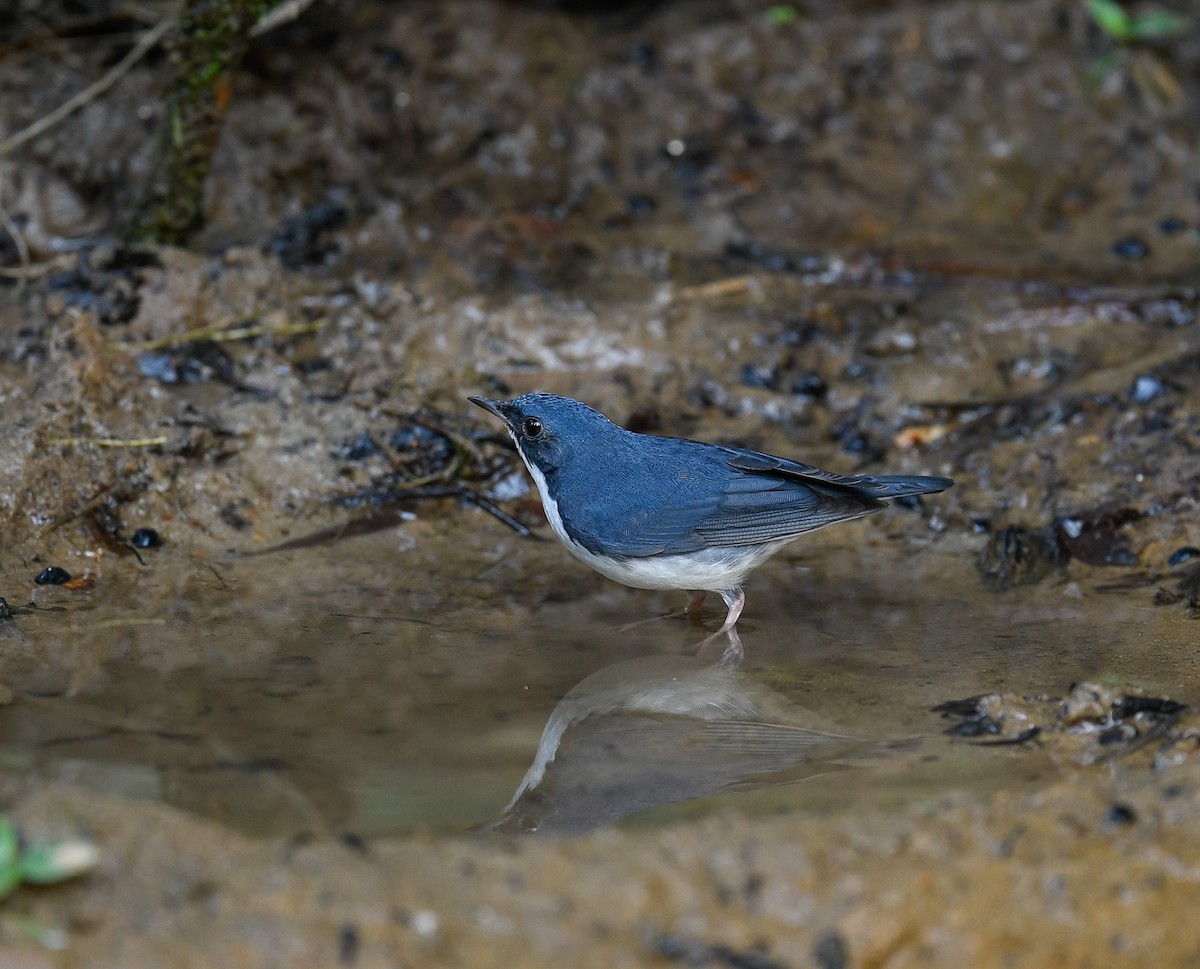 Siberian Blue Robin - ML642096192