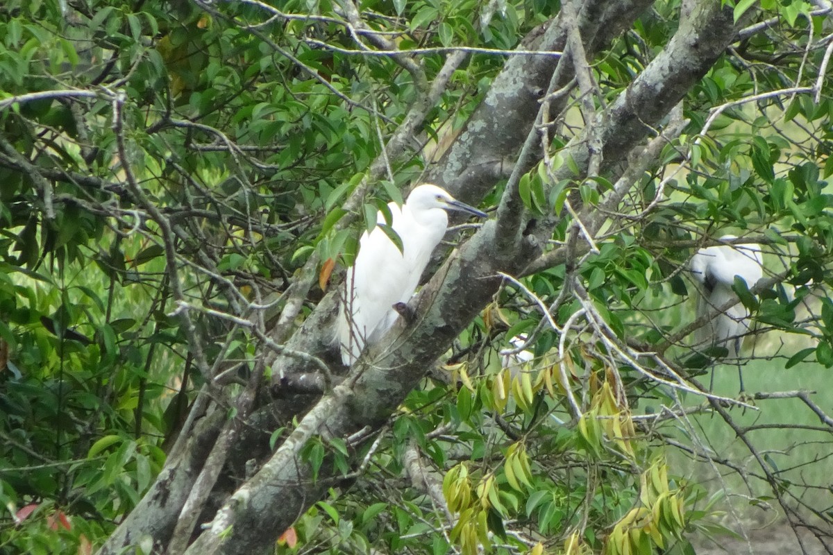 Little Egret - ML642096193