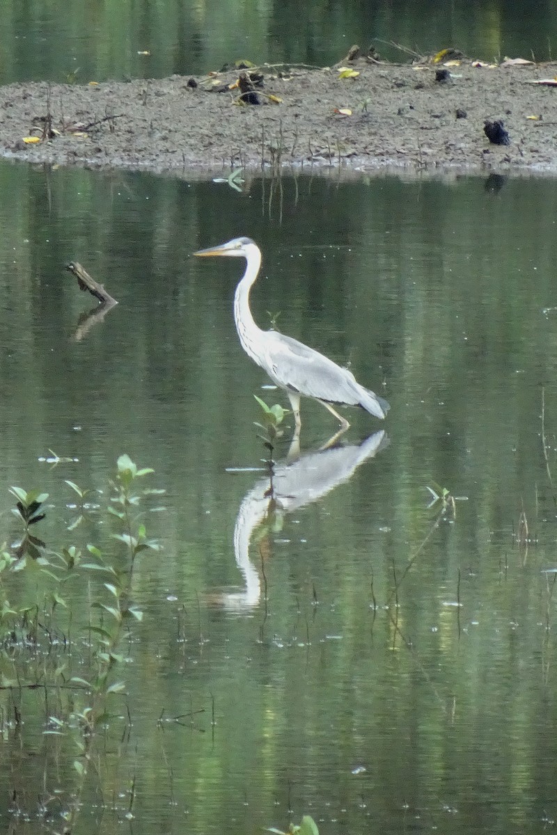 Gray Heron - ML642096194