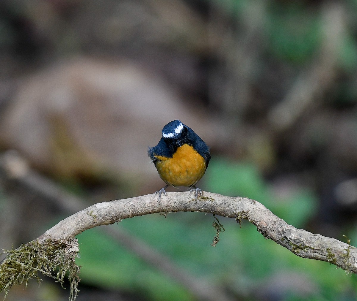 Snowy-browed Flycatcher - ML642096197